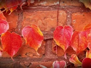 preparing your house for fall